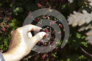 Woman`s hand picking wild blackberries.