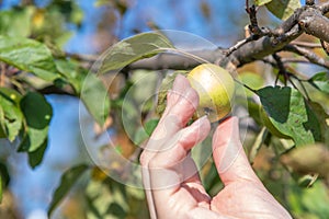 Woman`s hand picks green apple