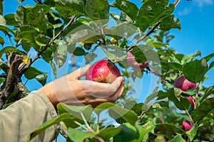 A woman& x27;s hand picks a ripe red apple from a branch of an apple tree. Looking up