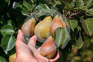 Woman`s hand pluck ripe pear fruit fruits in Sunny garden on farm