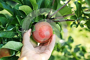 Woman`s hand pluck ripe red fruit fruit Apple in the Sunny garden on the farm