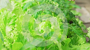 A woman's hand plucks lettuce leaves in the beds in the greenhouse.