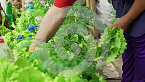 A woman's hand plucks lettuce leaves in the beds in the greenhouse.