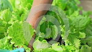 A woman's hand plucks lettuce leaves in the beds in the greenhouse.