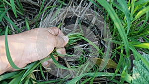 The woman`s hand is pulling the weeds out of the vegetable plot, garlic plot