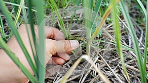 The woman`s hand is pulling the weeds out of the vegetable plot, garlic plot