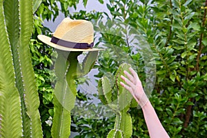 A woman`s hand reaches for a straw hat that hangs on a tall cactus