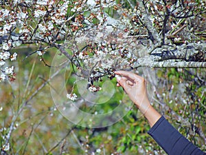A woman`s hand is reaching out to touch the plum blossoms on the tree