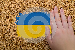 A woman's hand on a rectangular frame of ripe grains of wheat against the background of the flag of Ukraine