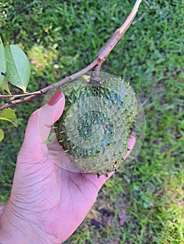 A woman`s hand with a red-painted fingernail holds a soursop Annona muricata in a private garden.