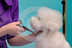 Woman& x27;s hand with scissors near the muzzle of a Bichon Frize close-up