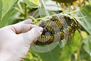 A woman`s hand shows a seed from a sunflower flower