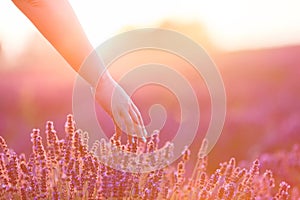 Woman`s hand softly touching lavender flowers at sunset.