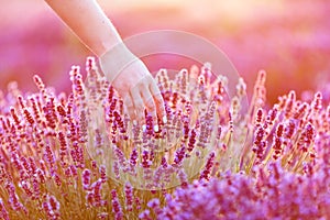 Woman`s hand softly touching lavender flowers at sunset.