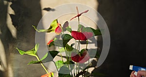 Woman`s hand spraying houseplant from sprayer bottle. Anthurium potted plant.