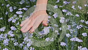 Woman's hand stroking flowering flax plants in the field