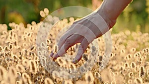 Woman`s hand stroking fluffy grass