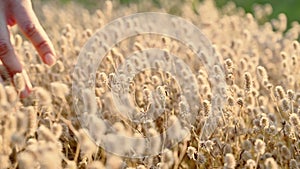 Woman`s hand stroking fluffy grass