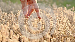 Woman`s hand stroking fluffy grass