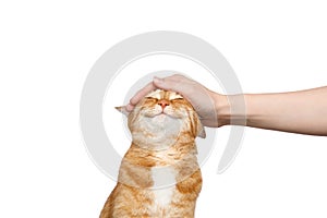 Woman`s hand stroking a ginger cat on Isolated white background