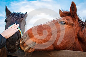 Woman`s hand stroking horse head standing in a stable , horse with the head outside of the stable