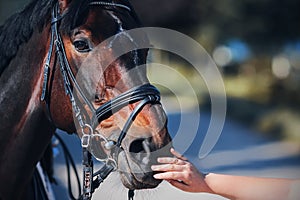 A woman`s hand stroking the muzzle of a bay horse with a bridle on its muzzle on a sunny day