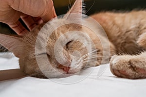 Woman`s hand stroking a red cat. Satisfied face of a domestic cat. The cat is sleeping on the bed. The concept of caring for pets