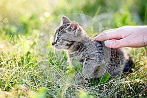 woman`s hand stroking a small kitten sitting in the grass