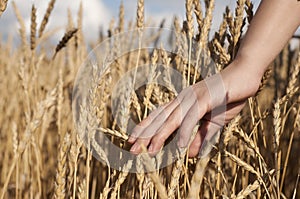 Woman's hand stroking the stems of wheat