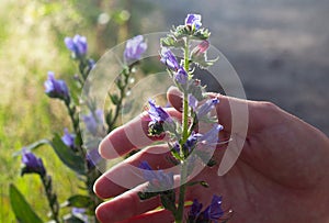 Woman`s hand takes Blue melliferous flowers - Blueweed Echium vulgare  is a medicinal plant. Macro