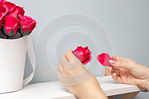 a woman& x27;s hand tears a petal from a rose.