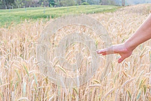 Woman's hand touch barley ears