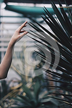 A woman`s hand touches an acute green tree. Vertical shot.