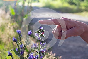 Woman`s hand touches Blue melliferous flowers - Blueweed Echium vulgare  is a medicinal plant