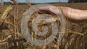 A woman`s hand touches an ear of wheat