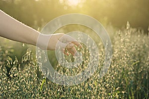 A woman`s hand touches ears of oats in a field at sunset