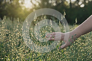 A woman`s hand touches ears of oats in a field at sunset
