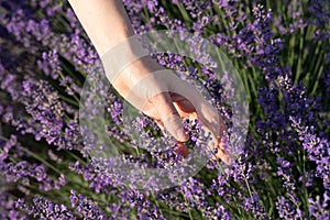 A woman`s hand touches lavender, feeling nature. A woman collects lavender. Cosmetic product. The concept of appeasement