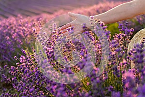 A woman`s hand touches lavender, feeling nature. A woman collects lavender. Cosmetic product. The concept of appeasement