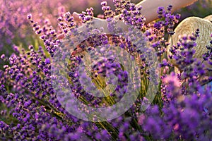 A woman`s hand touches lavender, feeling nature. A woman collects lavender. Cosmetic product. The concept of appeasement