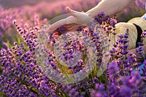 A woman`s hand touches lavender, feeling nature. A woman collects lavender. Cosmetic product. The concept of appeasement