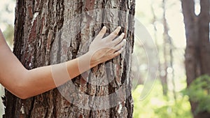 Woman's hand touches the trunk of the tree
