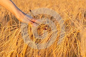 A woman`s hand touches the wheat, feeling the nature. The concept of harvest and abundance.
