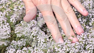 A woman`s hand touching the flowers of thyme