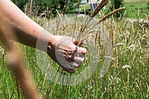 Woman`s hand touching the grass, `feeling nature`