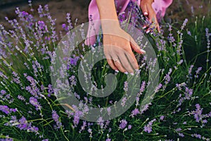 Woman`s hand touching lavender, feeling nature