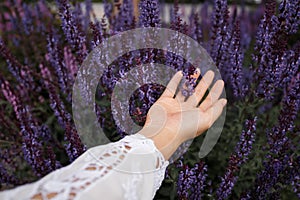 Woman`s Hand Touching Lavender, Feeling Nature