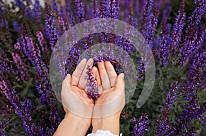 Woman`s Hand Touching Lavender, Feeling Nature