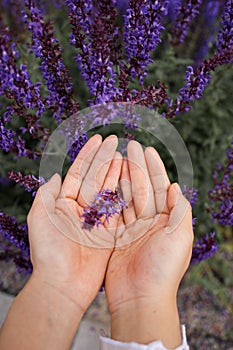 Woman`s Hand Touching Lavender, Feeling Nature