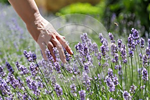 Woman`s hand touching lavender, feeling nature.